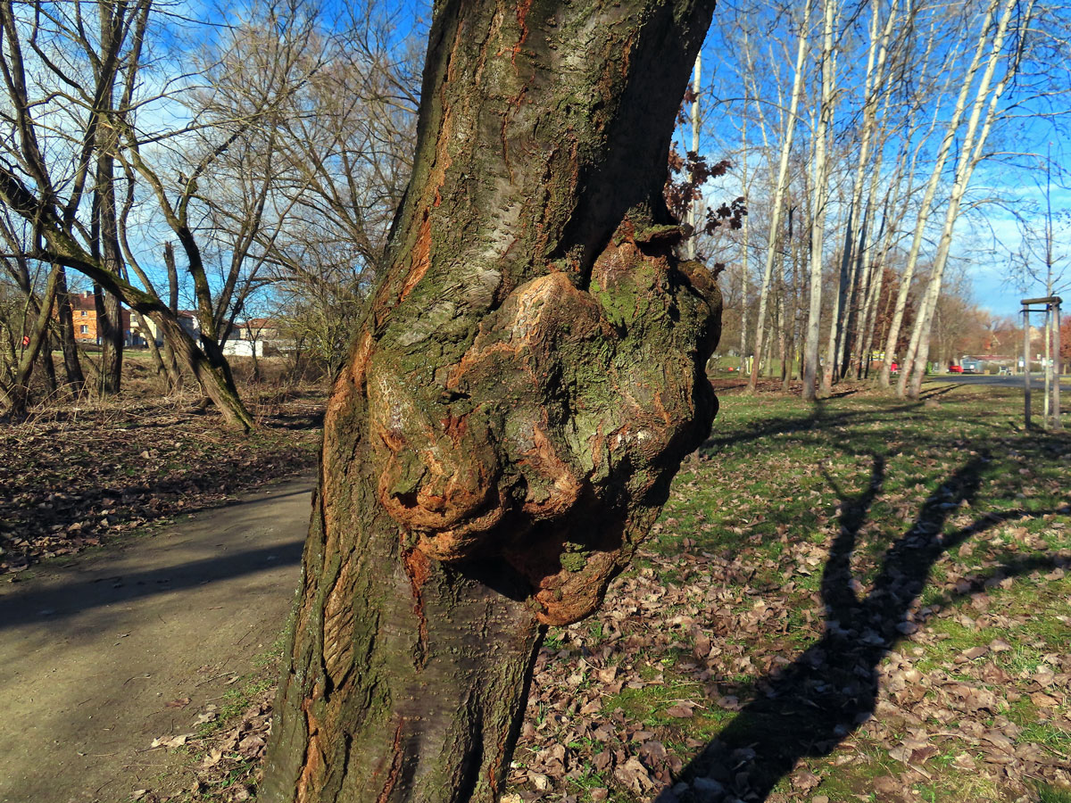 Slivoň obecná (Prunus insititia L.) (83) s nádorem na kmeni