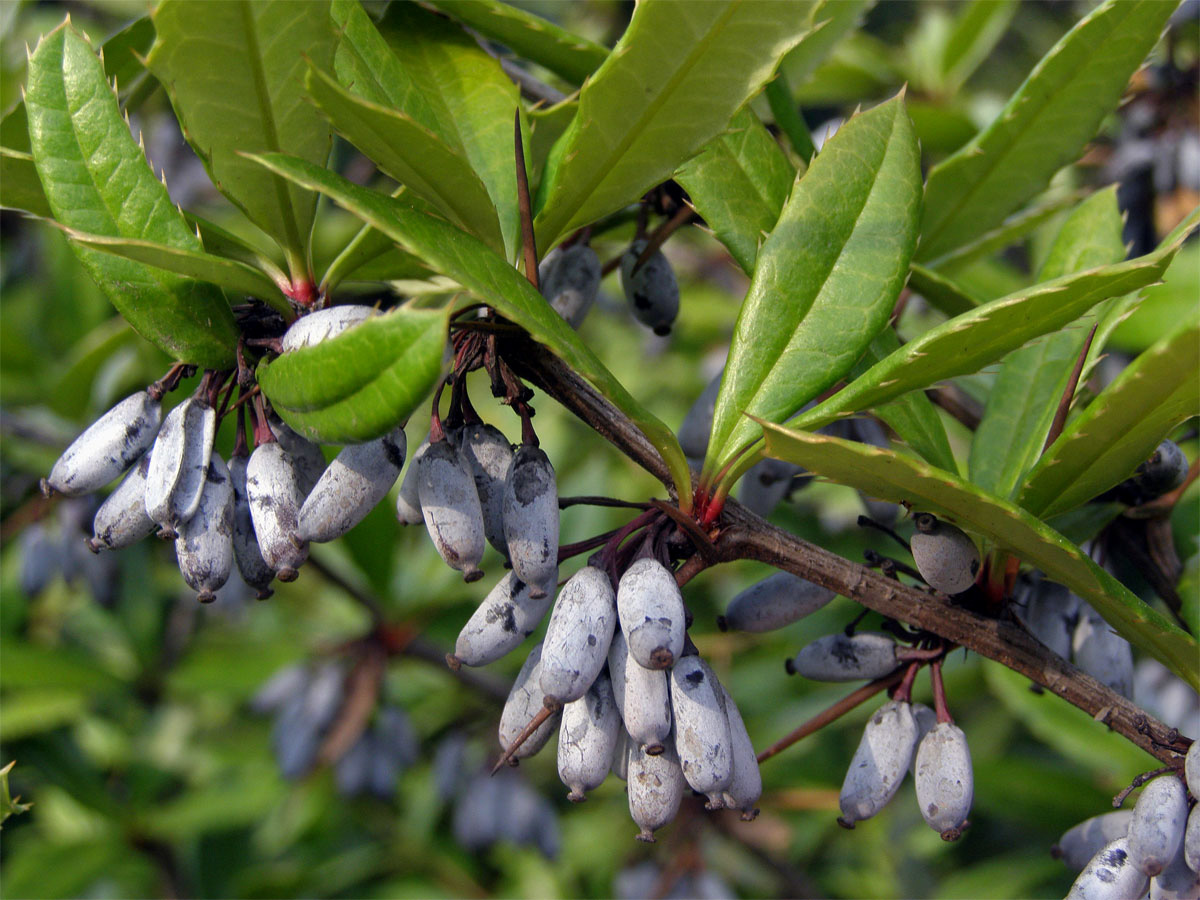 Dřišťál Juliin (Berberis julianae C. K. Schneider)