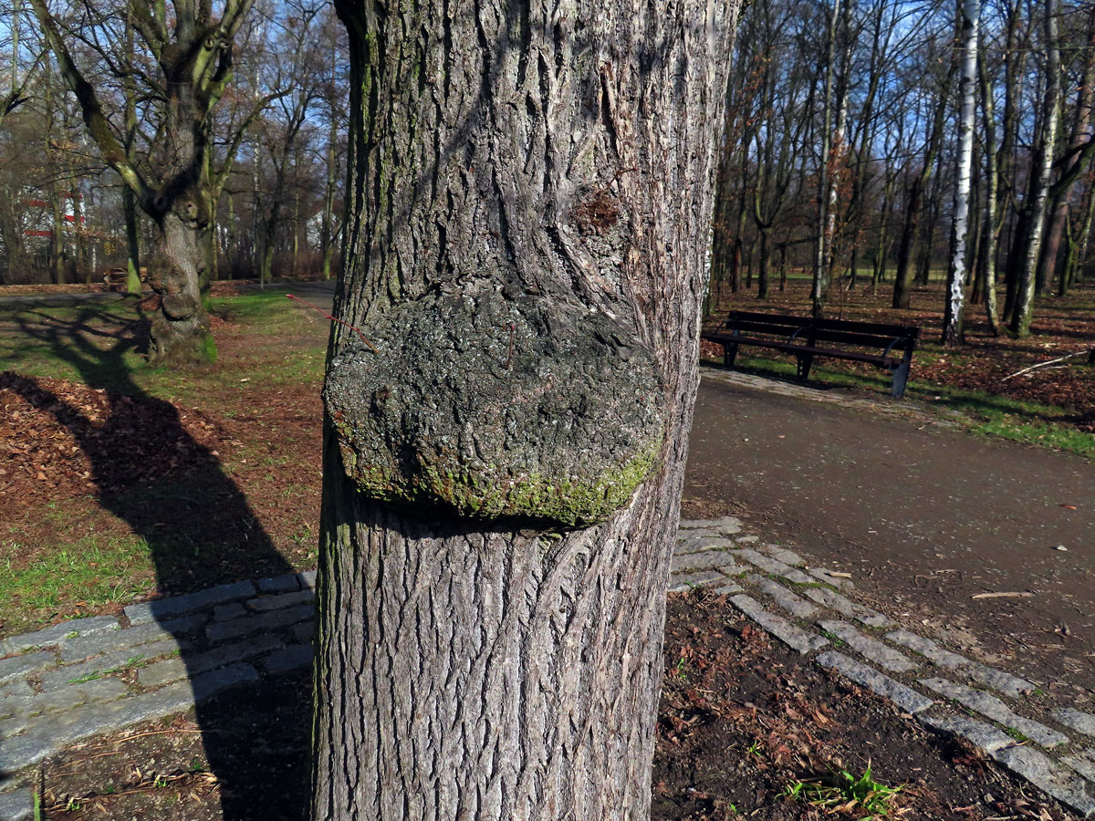 Lípa velkolistá (Tilia platyphyllos Scop.) (73) s nádorem na kmeni