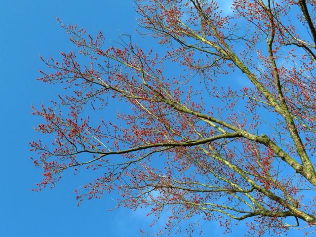 Javor stříbrný (Acer saccharinum L.)