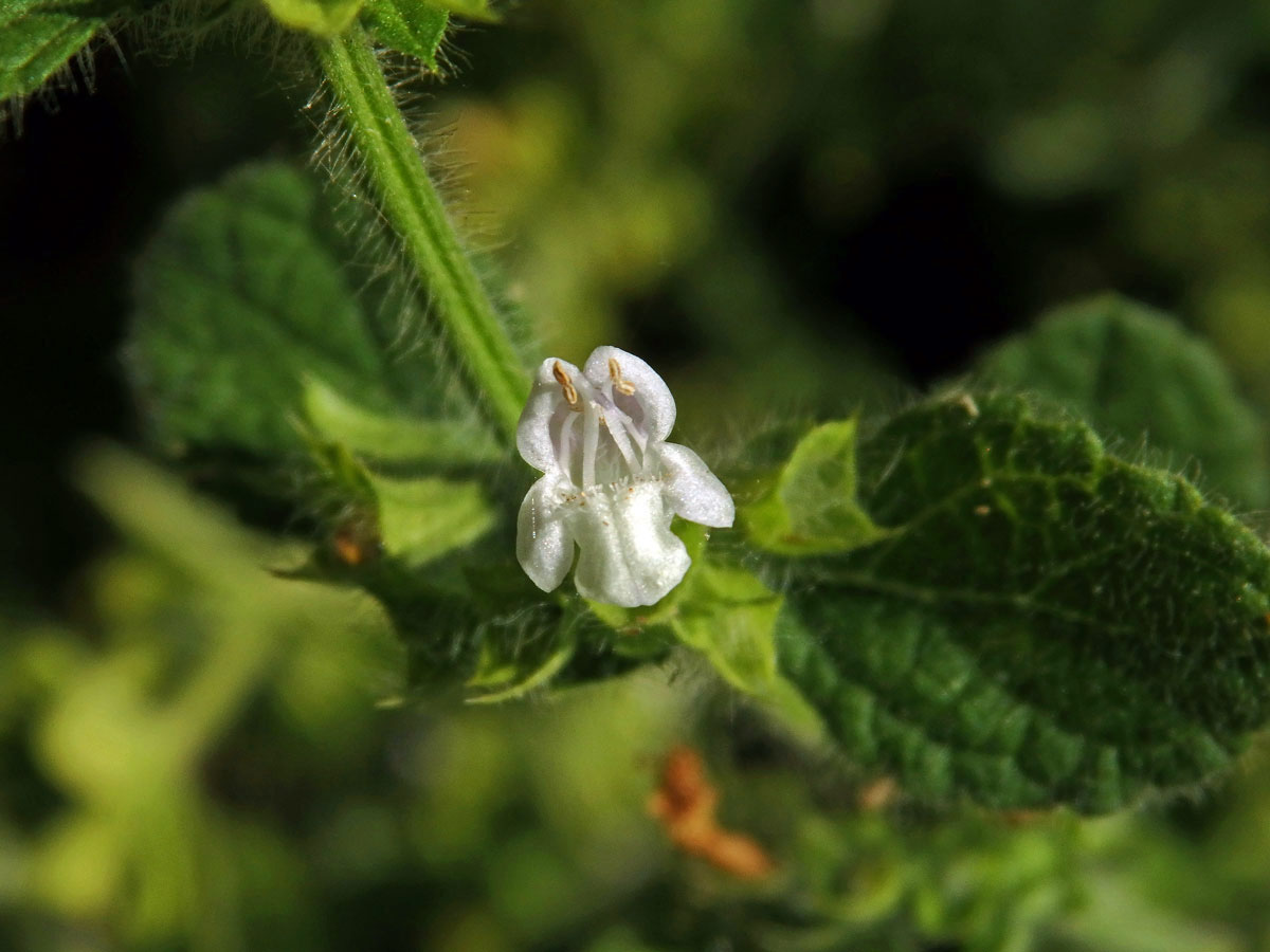 Meduňka lékařská (Melissa officinalis L.)