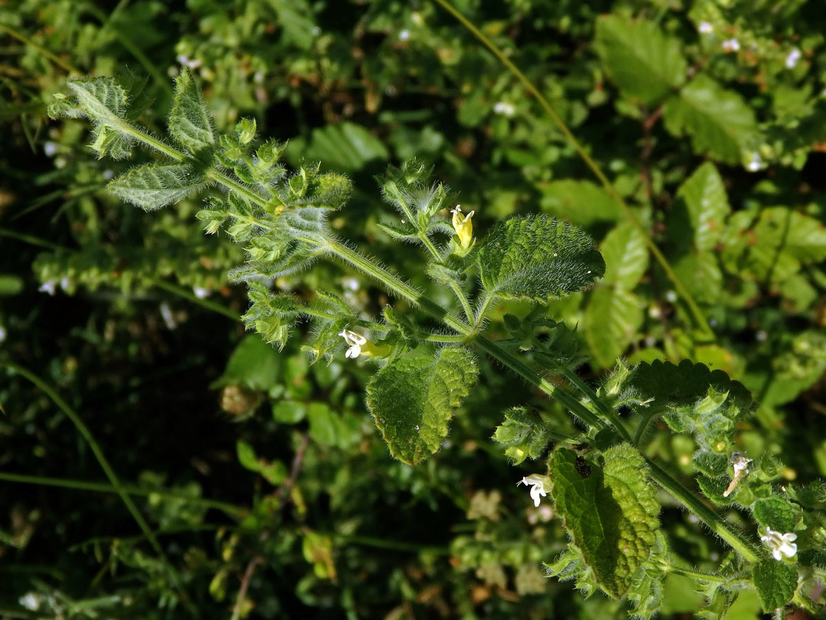 Meduňka lékařská (Melissa officinalis L.)