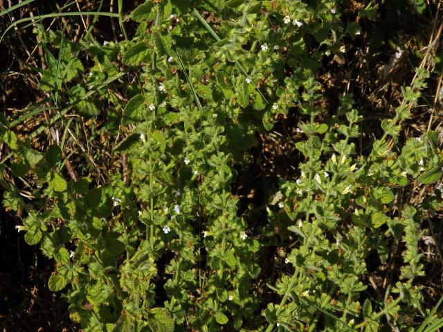 Meduňka lékařská (Melissa officinalis L.)