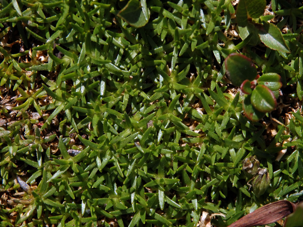 Silenka bezlodyžná (Silene acaulis L.)