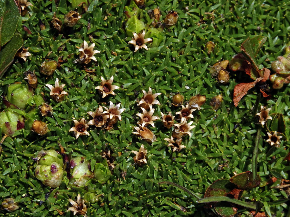 Silenka bezlodyžná (Silene acaulis L.)