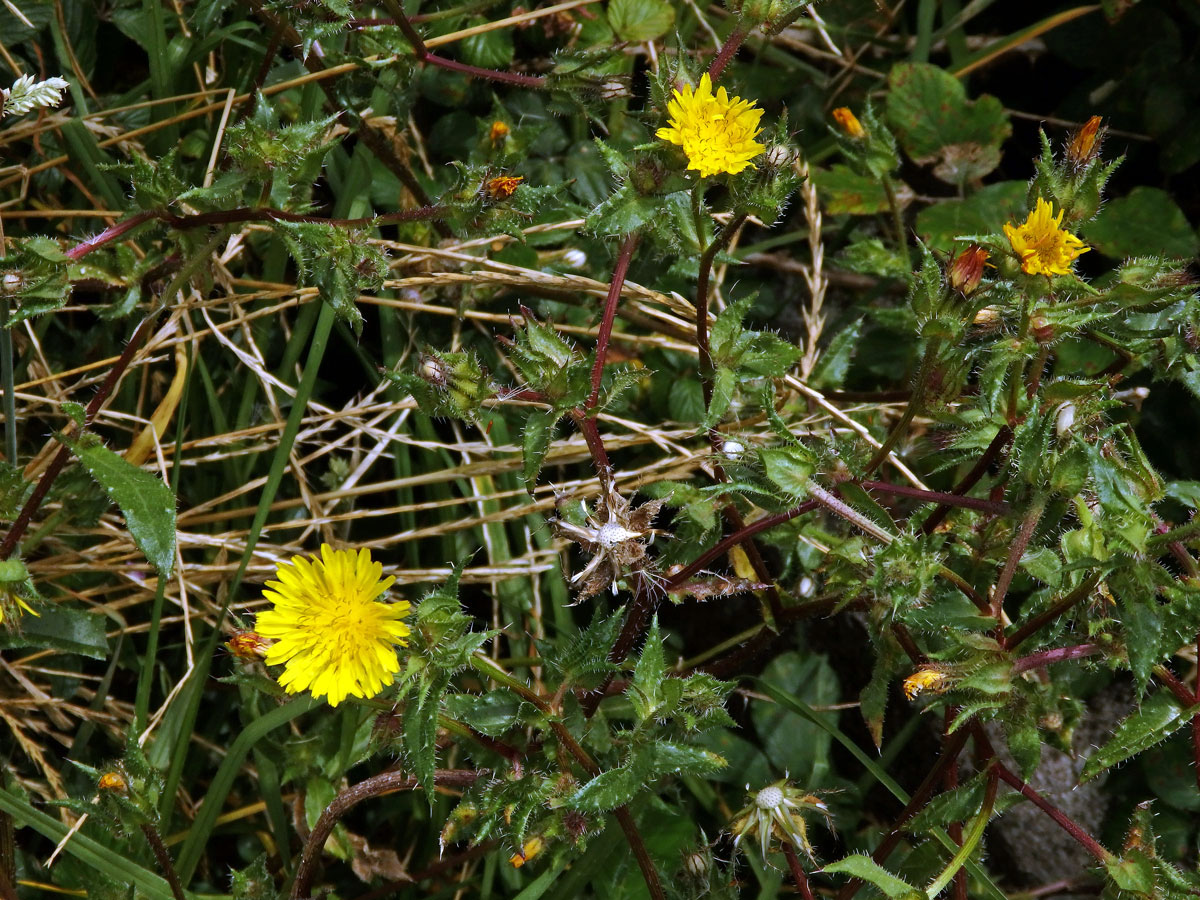 Draslavec hadincovitý (Helminthotheca echioides (L.) Holub)