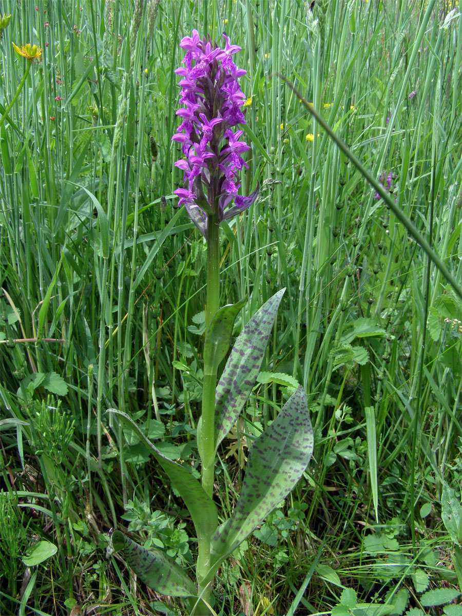 Prstnatec májový (Dactylorhiza majalis (Rchb.) Hunt et Summerhayes)