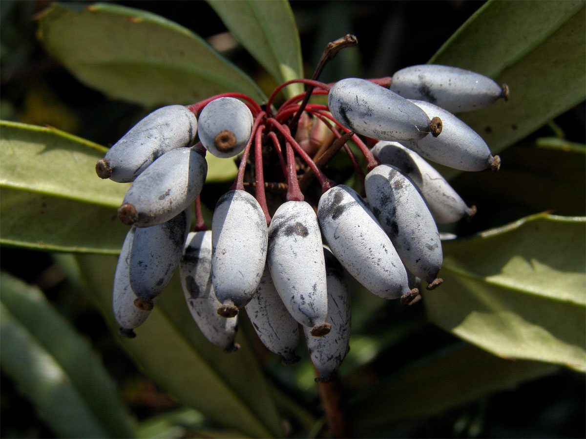 Dřišťál Juliin (Berberis julianae C. K. Schneider)