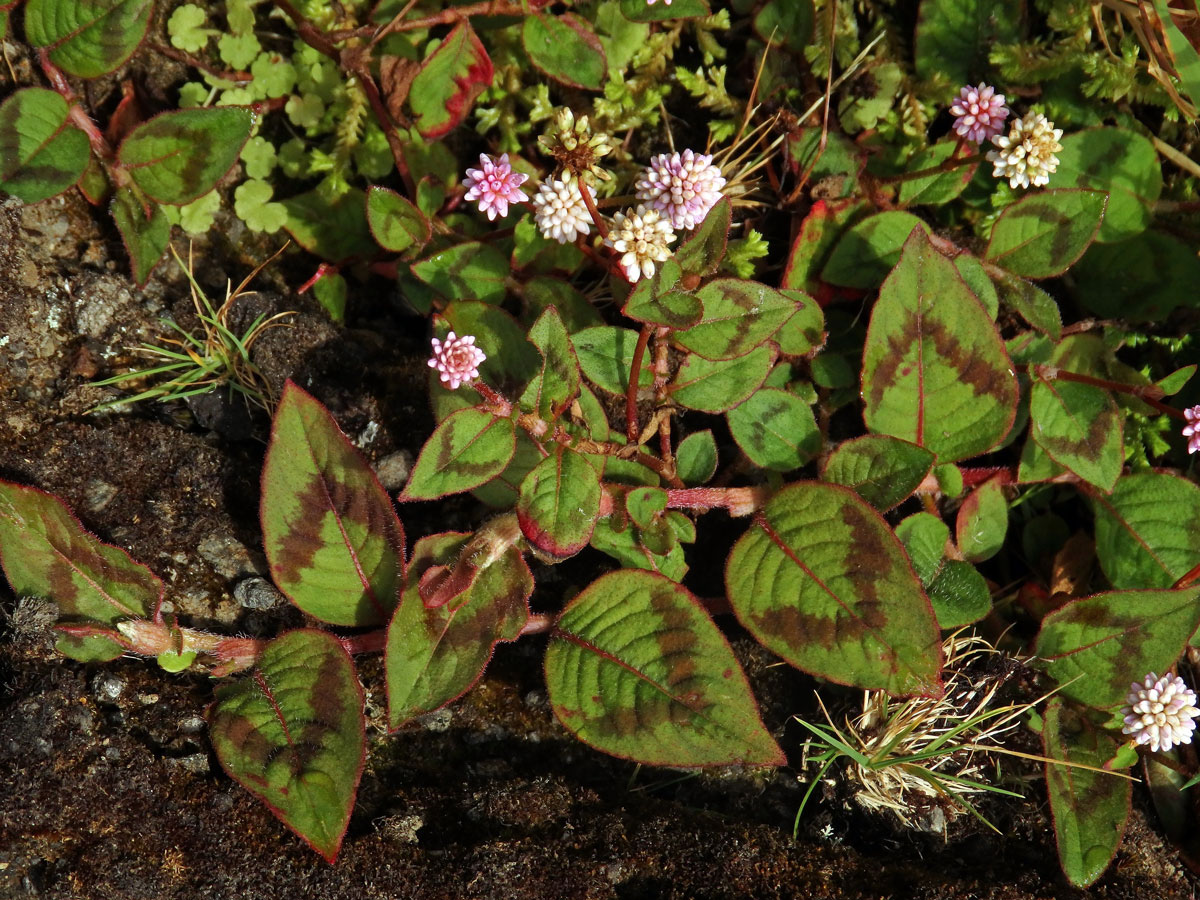 Rdesno hlavaté (Persicaria capitata (Buch.-Ham. ex D. Don) Gross.)