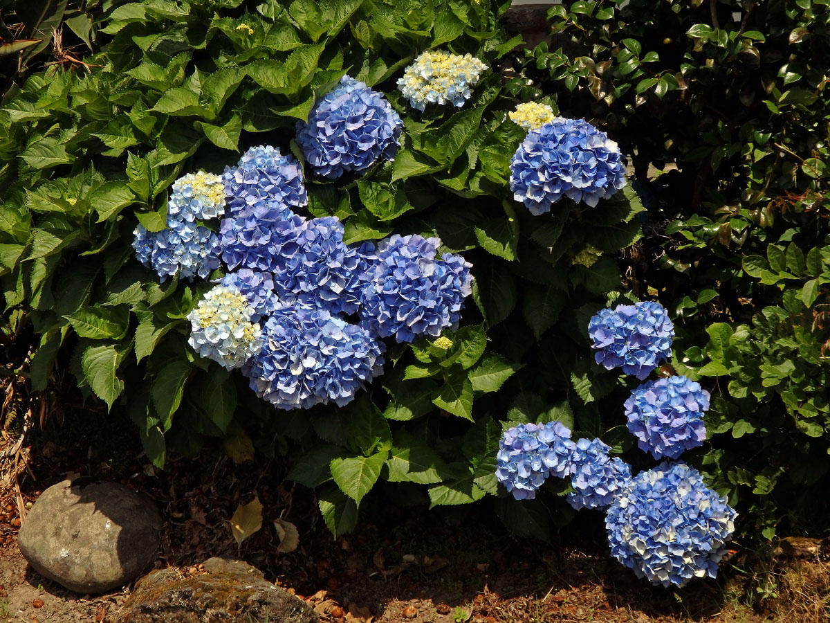 Hortenzie velkolistá (Hydrangea macrophylla (Thumb.) DC.)