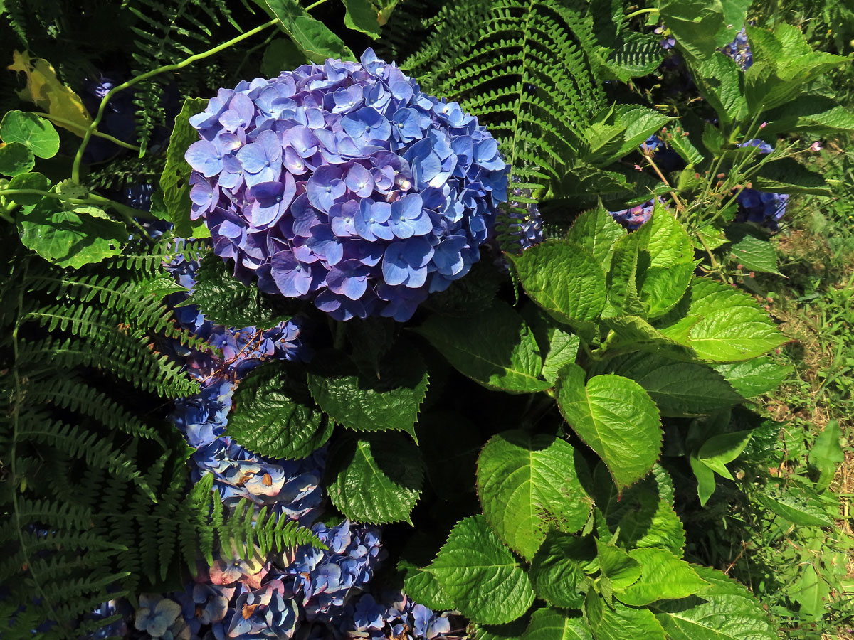 Hortenzie velkolistá (Hydrangea macrophylla (Thumb.) DC.)