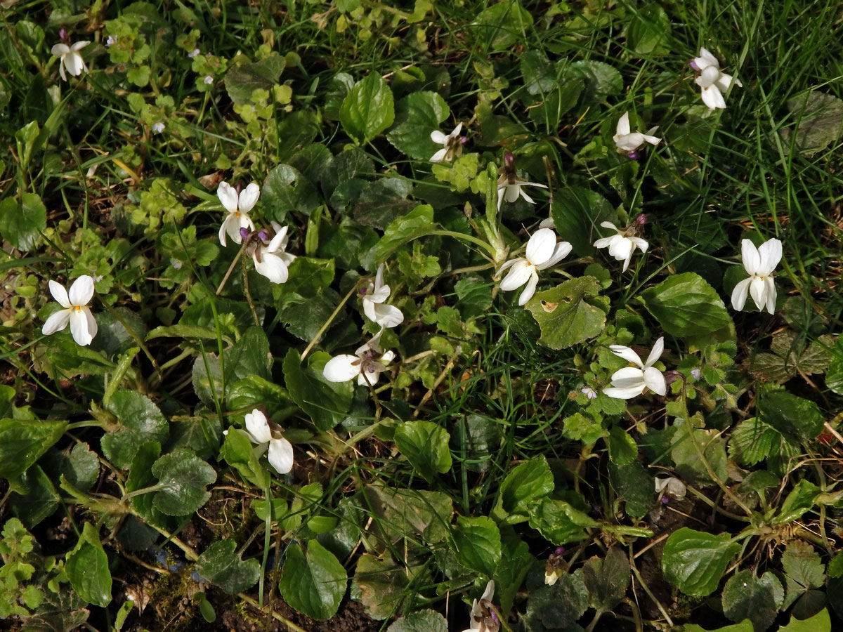 Violka vonná (Viola odorata L.) s bílými květy