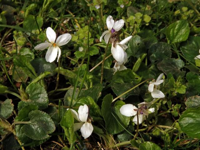 Violka vonná (Viola odorata L.) s bílými květy