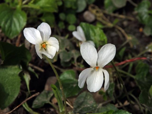 Violka vonná (Viola odorata L.) s bílými květy