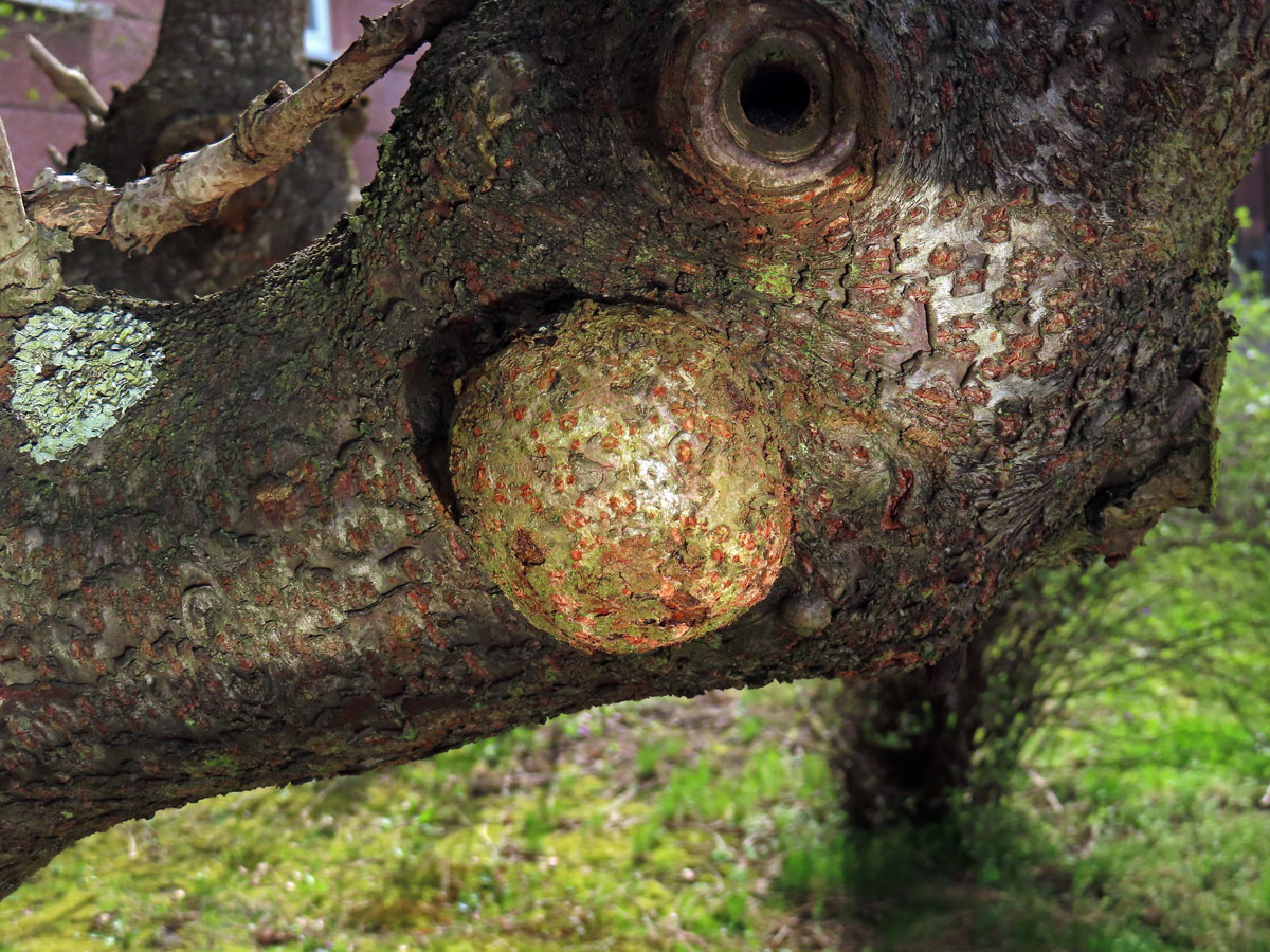 Škumpa orobincová (Rhus hirta  (L.) Sudw.) s nádory na kmeni (2b)