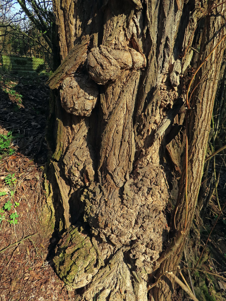 Tumor na akátu (Robinia pseudoacacia L.) (44b)