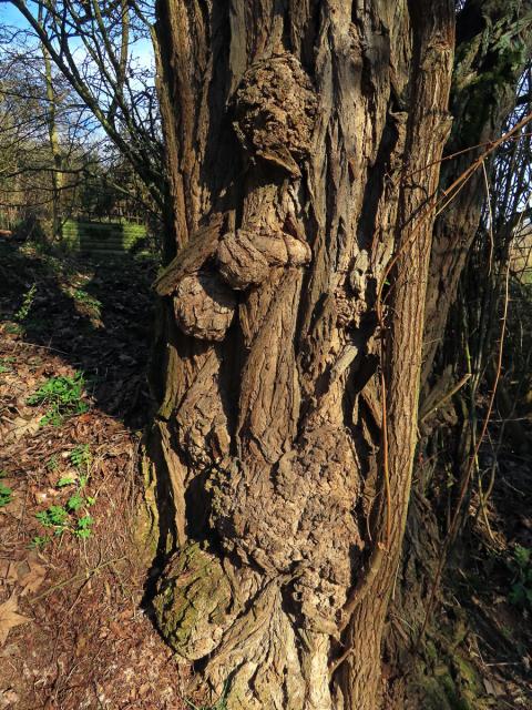 Tumor na akátu (Robinia pseudoacacia L.) (44c)