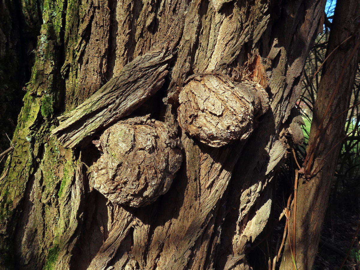 Tumor na akátu (Robinia pseudoacacia L.) (44