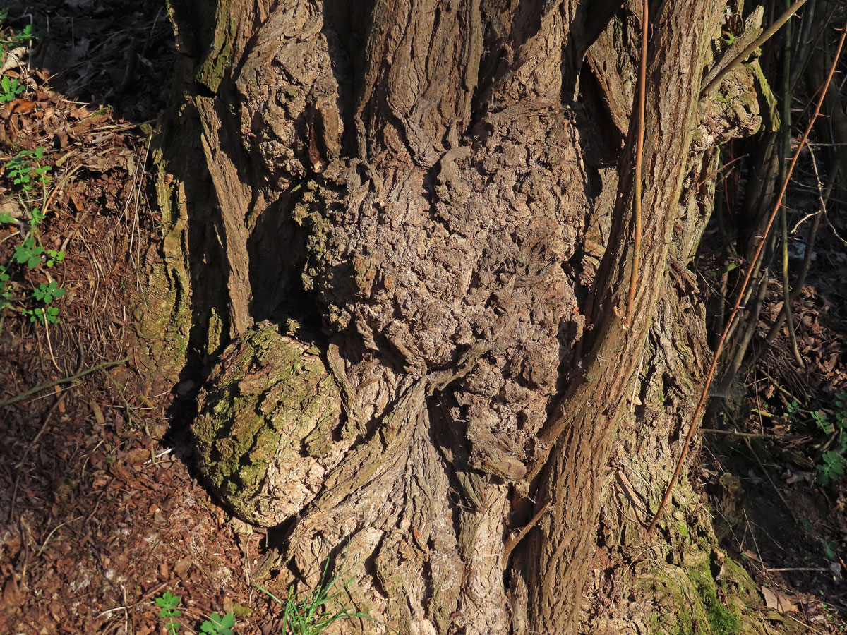 Tumor na akátu (Robinia pseudoacacia L.) (44e)