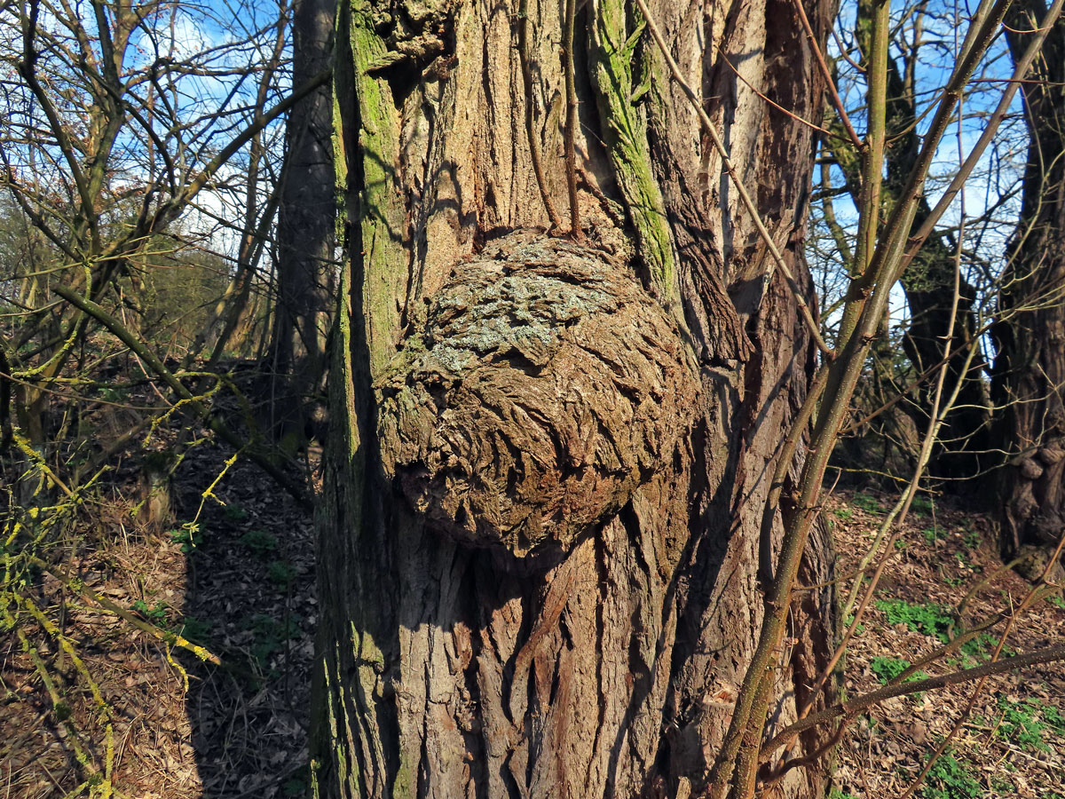 Tumor na akátu (Robinia pseudoacacia L.) (45c)