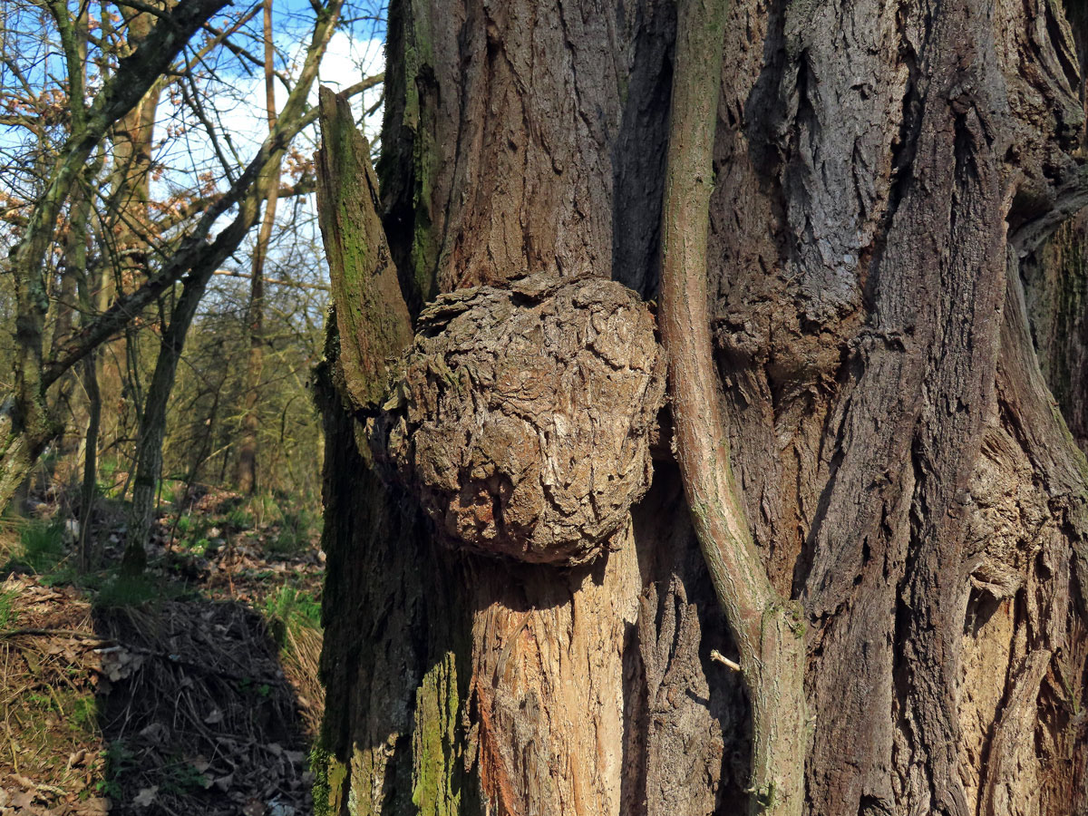 Tumor na akátu (Robinia pseudoacacia L.) (46b)