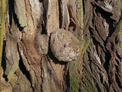 Tumor na akátu (Robinia pseudoacacia L.) (47)