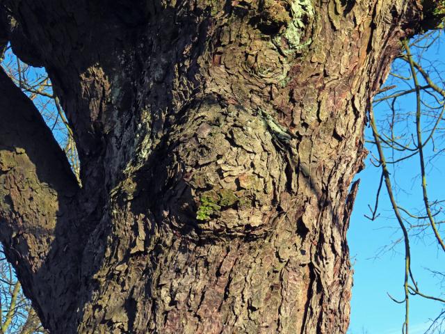 Jírovec maďal (Aesculus hippocastanum L.) (10) s tumorem na kmeni