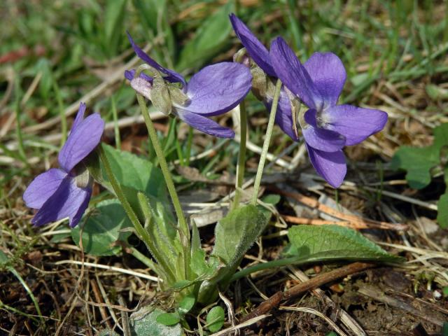 Violka srstnatá (Viola hirta L.)