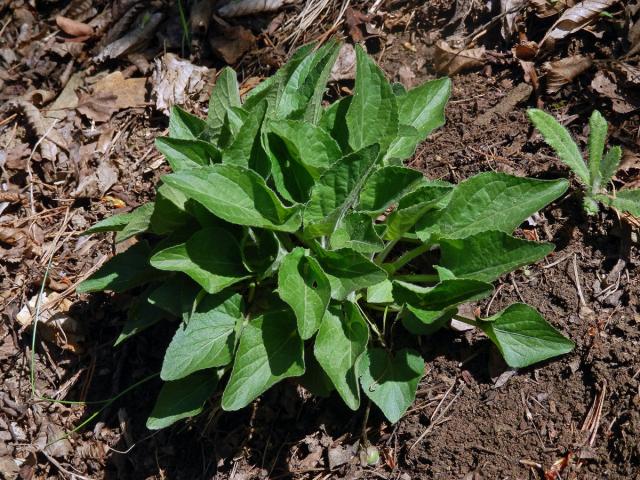 Violka srstnatá (Viola hirta L.)