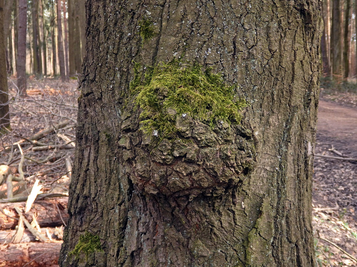 Nádor na dubu červeném (Quercus rubra  L.) (66)