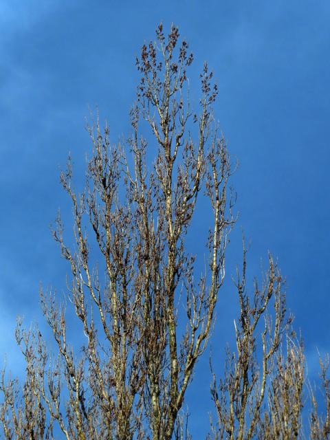 Topol černý vlašský (Populus nigra var. italica (Moench.) Koehne)