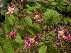 Škornice (Epimedium x rubrum C. Morren)