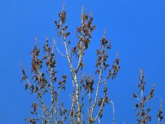 Topol černý vlašský (Populus nigra var. italica (Moench.) Koehne)