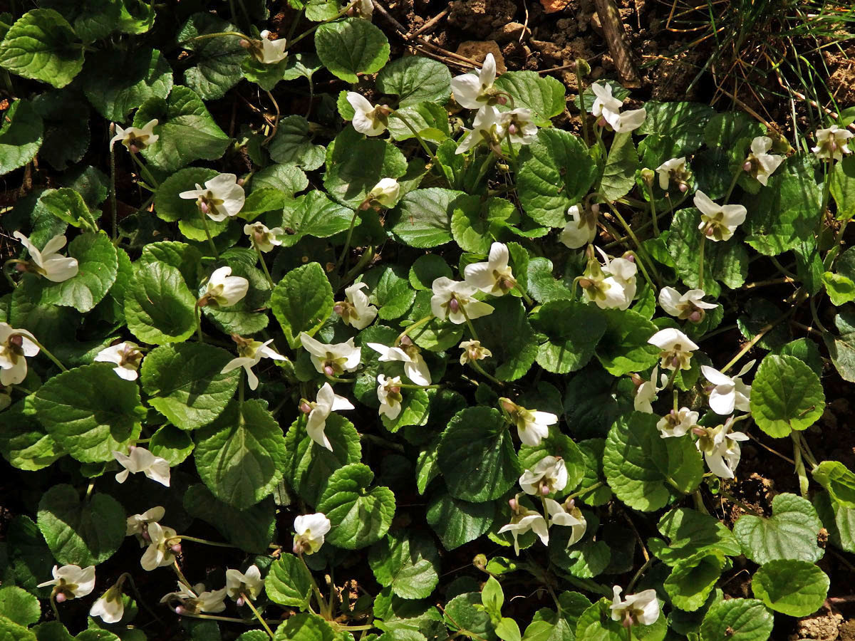 Violka vonná (Viola odorata L.) s bílými květy