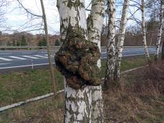 Nádor na bříze bělokoré (Betula pendula Roth) (112a)