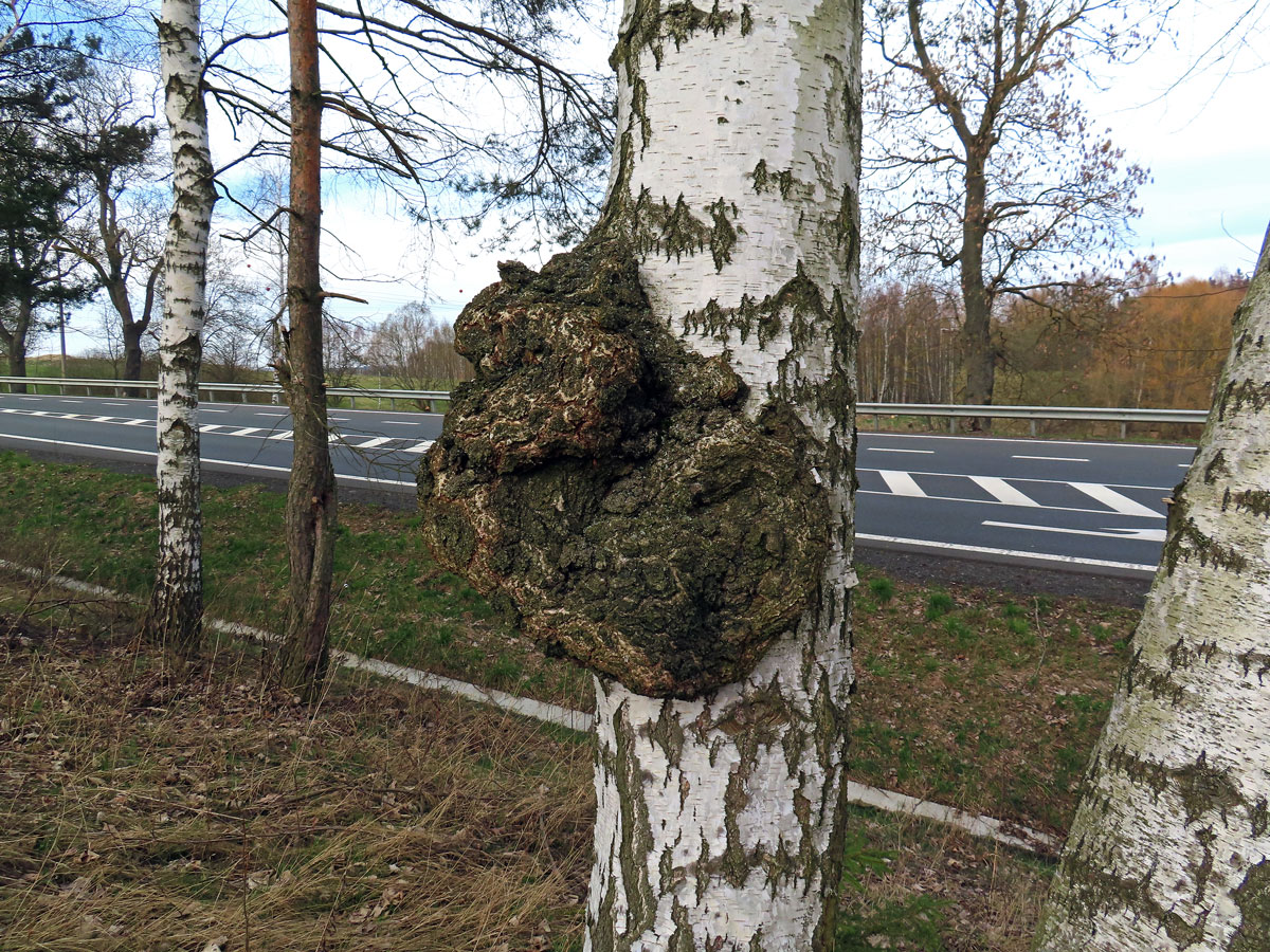 Nádor na bříze bělokoré (Betula pendula Roth) (112b)