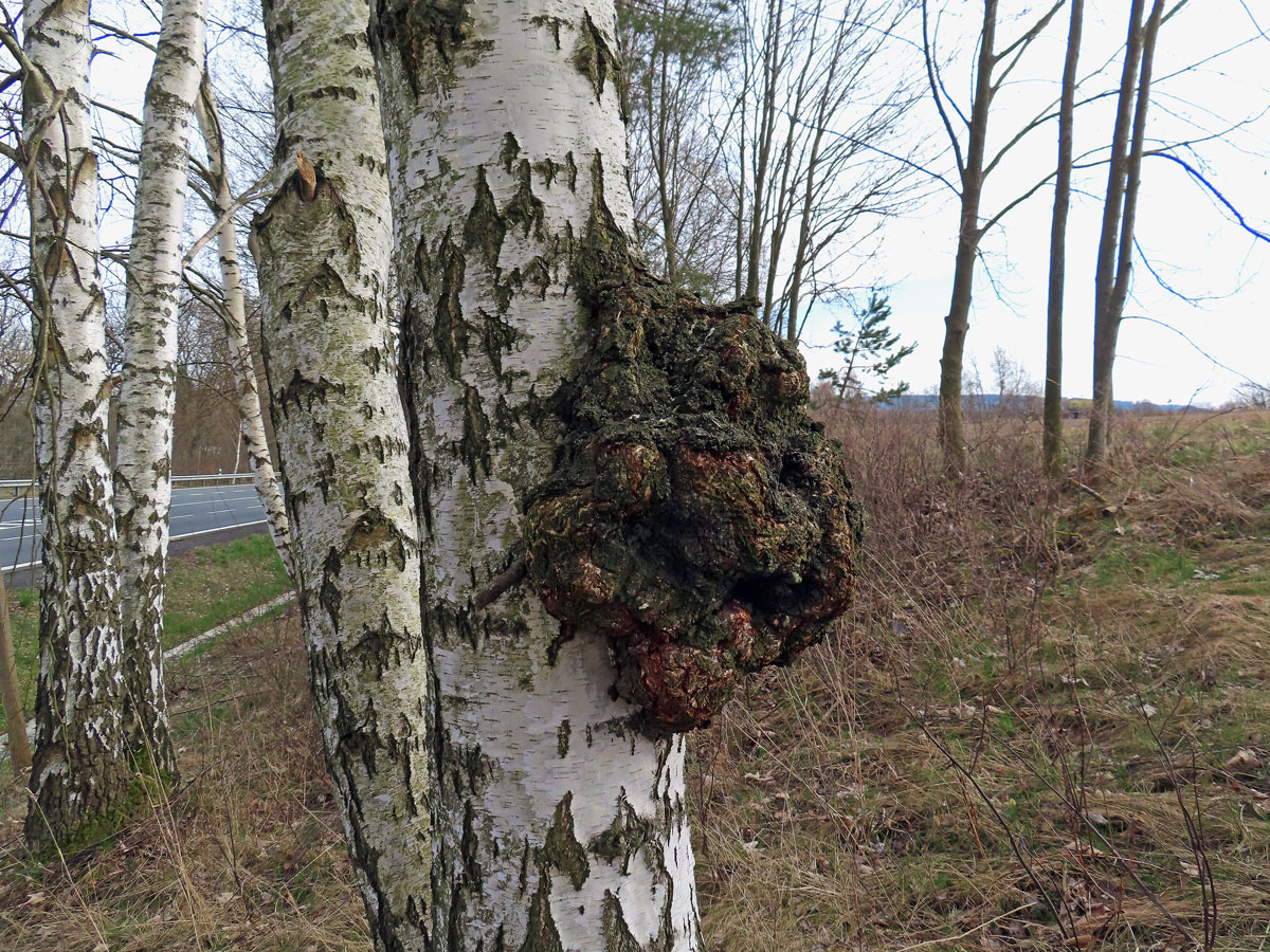 Nádor na bříze bělokoré (Betula pendula Roth) (112ac)