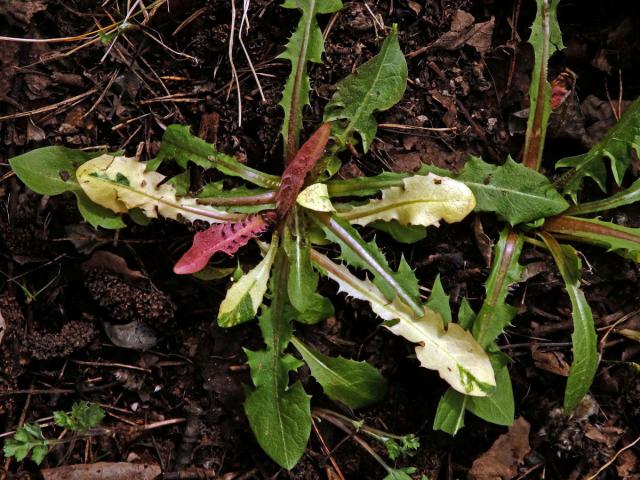 Smetánka lékařská (Teraxacum officinale L.) s panašovanými listy (3a)