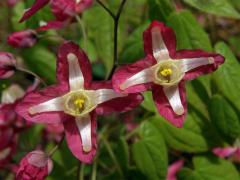 Škornice (Epimedium x rubrum C. Morren)