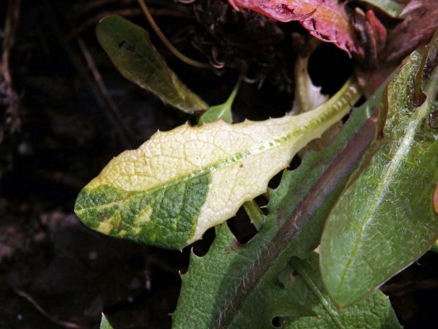 Smetánka lékařská (Teraxacum officinale L.) s panašovanými listy (3c)