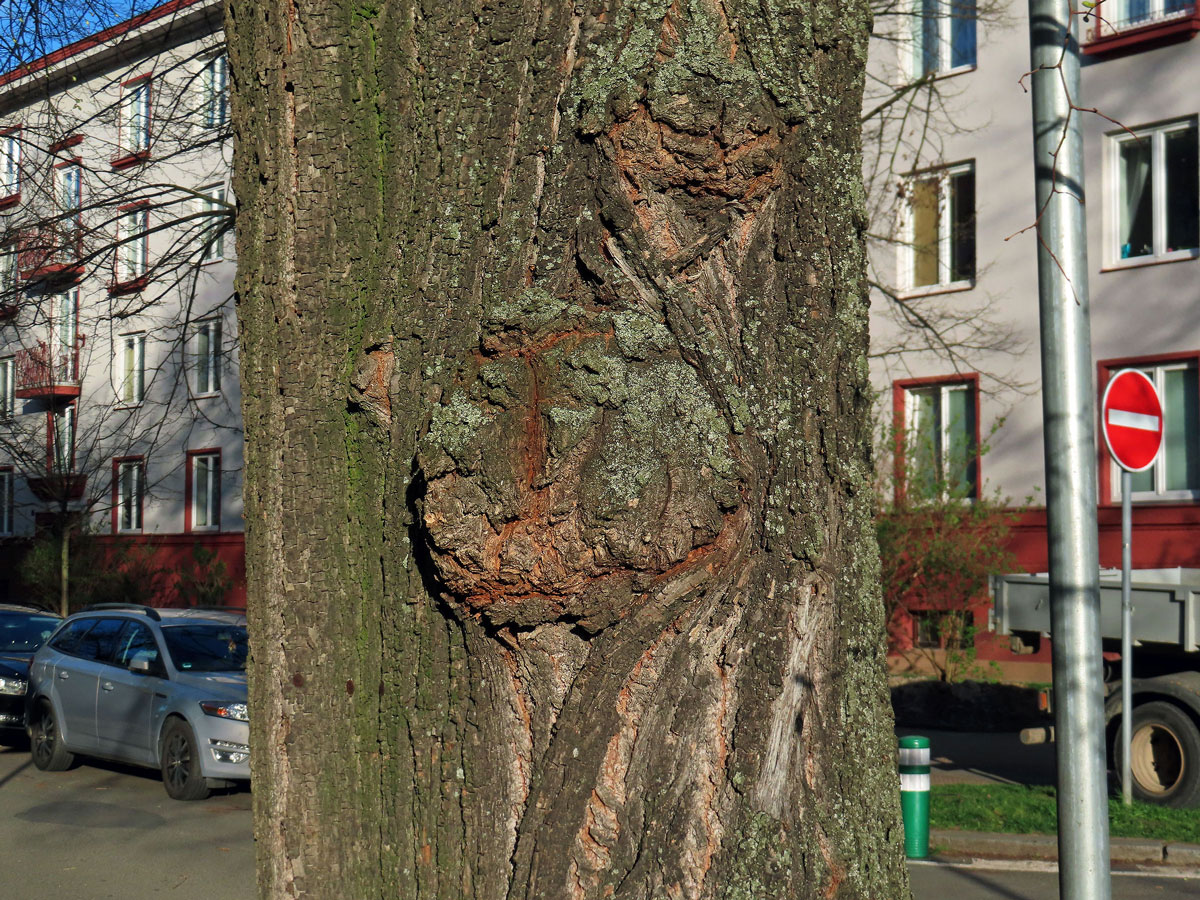 Lípa velkolistá (Tilia platyphyllos Scop.) (37) s nádorem na kmeni