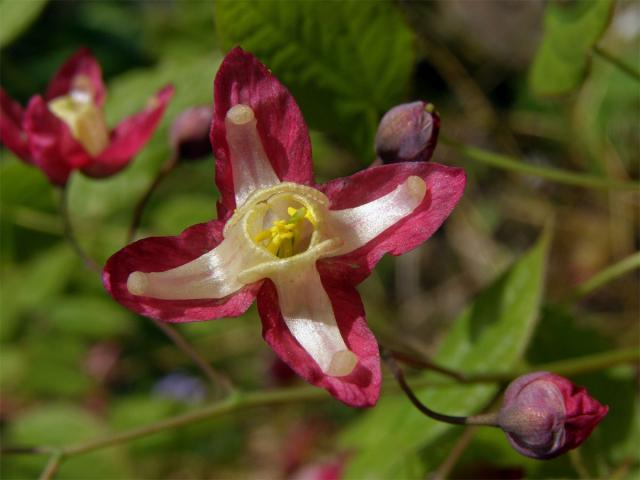 Škornice (Epimedium x rubrum C. Morren)