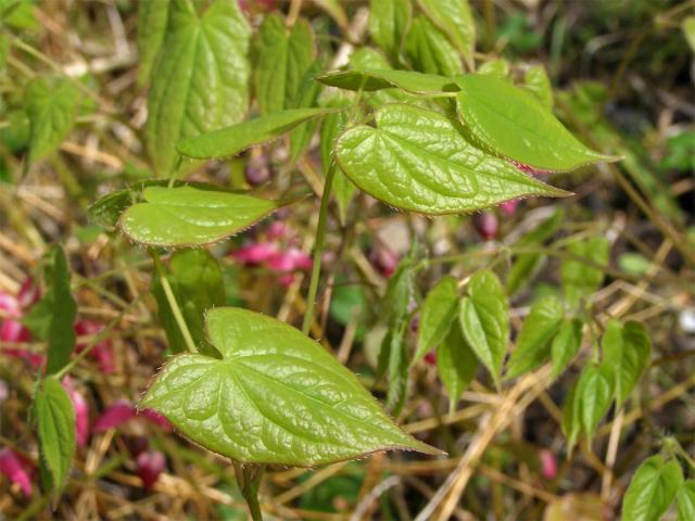 Škornice (Epimedium x rubrum C. Morren)