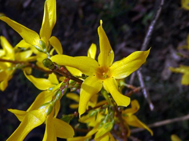 Zlatice převislá (Forsythia suspensa (Thumb.) Vahl), pětičetný květ