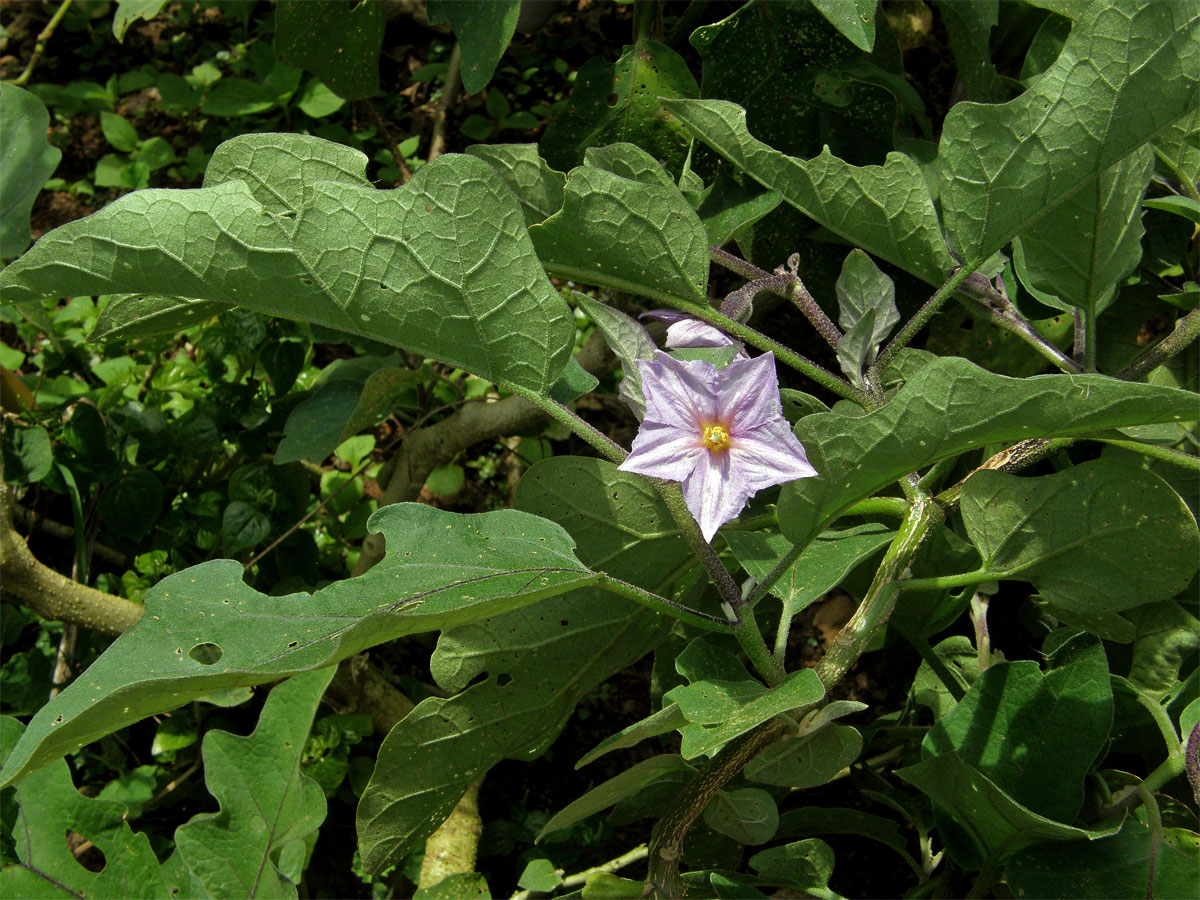 Lilek vejcoplodý (baklažán) (Solanum melongena L.)