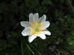 Sasanka hajní (Anemone nemorosa L.) - devítičetný květ (19)