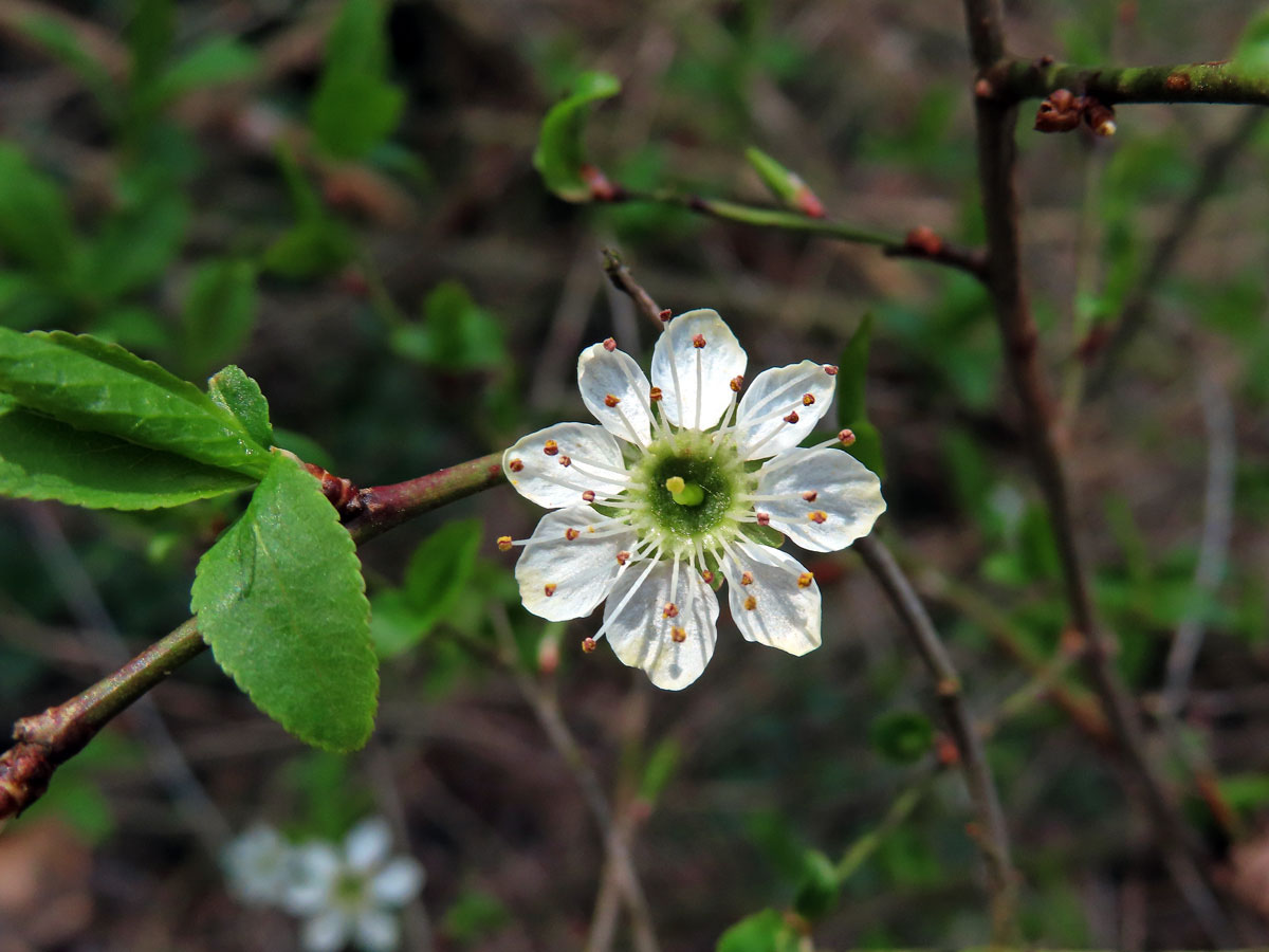 Trnka obecná (Prunus spinosa L.), osmičetný květ (5)