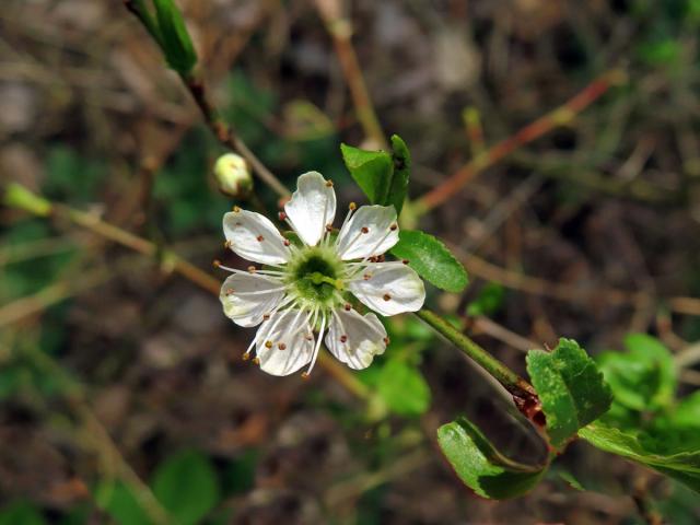 Trnka obecná (Prunus spinosa L.), sedmičetný květ (15)
