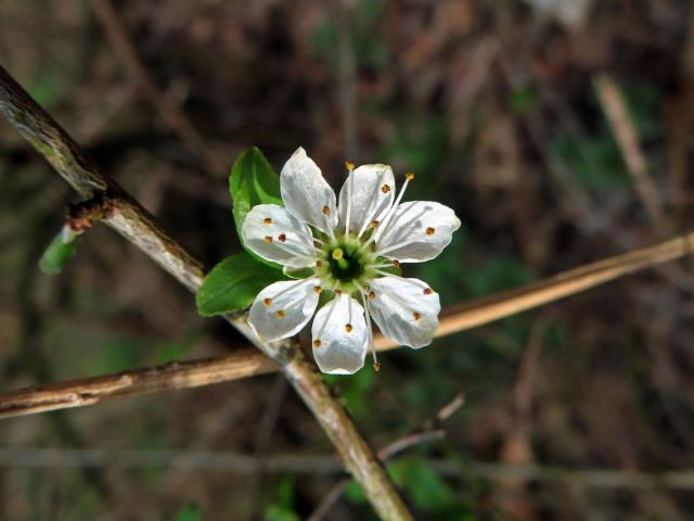 Trnka obecná (Prunus spinosa L.), sedmičetný květ (16)