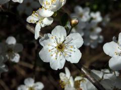 Slivoň obecná (Prunus insititia L.), šestičetný květ (11)